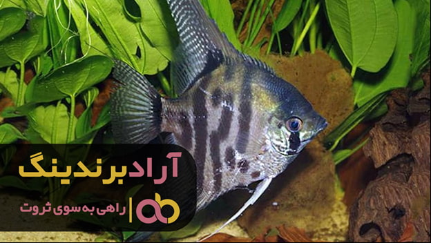 ماهی آنجل کوی
